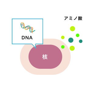 DNA アミノ酸