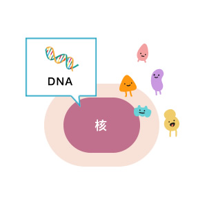 DNA 核