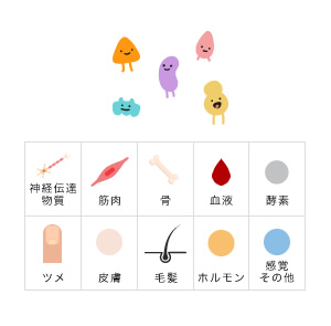 神経伝達物質 筋肉 骨 血液 酵素 ツメ 皮膚 毛髪 ホルモン 感覚その他