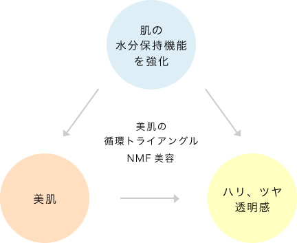 美肌の循環トライアングル